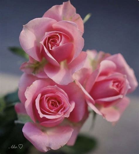 Pin by Rosalen Pastrana on Rosas Color Rosa | Beautiful rose flowers ...