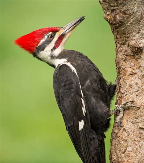 Pin by Salvador Ramírez Cortés on Birds of a Feather | Woodpecker ...
