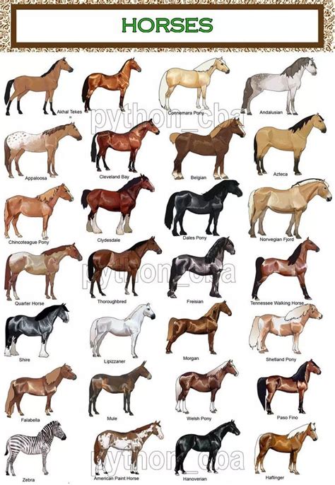 Pin by Shahad Ali on Horses | Horse breeds, Horses, Horse facts