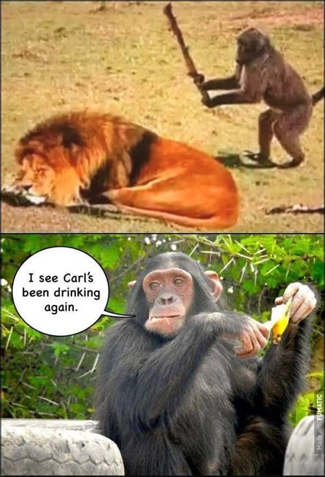 Pin by Sherri Tyler on Laugh Out Loud | Funny monkey memes ...