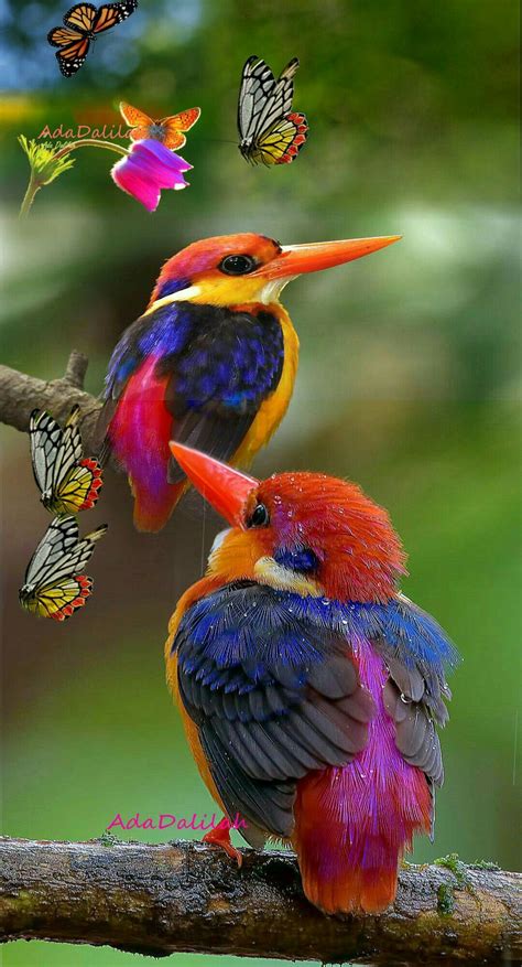 Pin by 운학 on AVES  | Beautiful birds, Nature birds ...