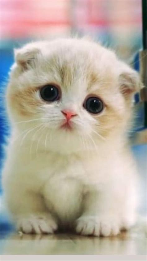 Pin by Tatiana Santos on cute kittens️ | Baby cats, Cute ...