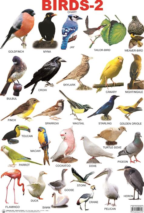 Pin by Toys and Home Decor on Birds | English vocabulary, Animals name ...