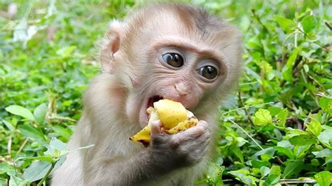 Pin by Tube BBC on Monkey eating food  With images  | Cute ...