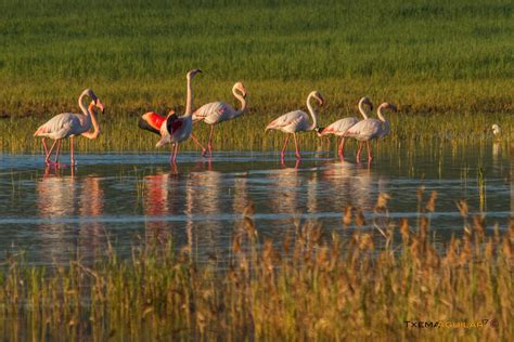 Pin by Txema Aguilar on Pájaros   Birds | Animals, Flamingo