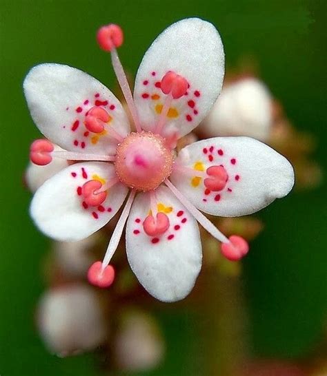 Pin de Alondra Ortiz en flores y plantas. | Flores ...