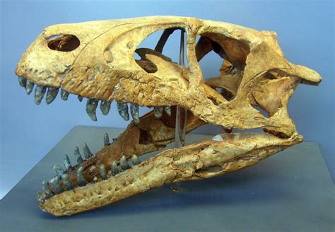 Pin de Ana Chavez en Fociles | Dinosaurios, Paleontología, Fosiles