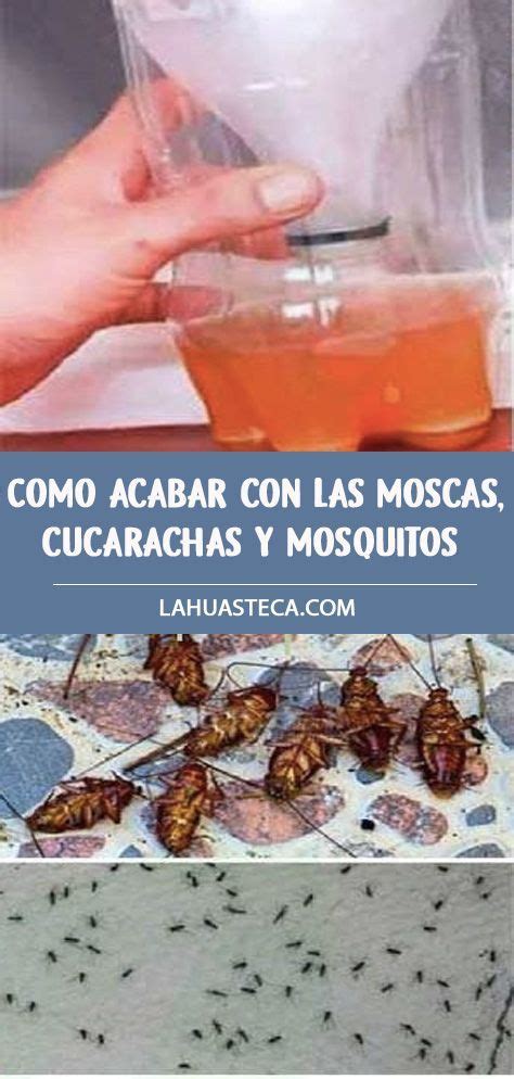 Pin de Ana TrujilloCruz en Salud | Repelente de insectos casero ...