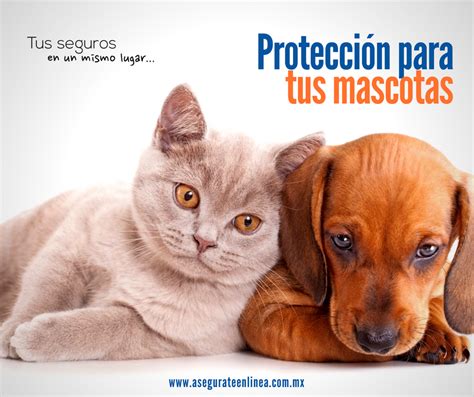 Pin de Asegurate en Linea en Seguro de Mascotas | Mascotas ...