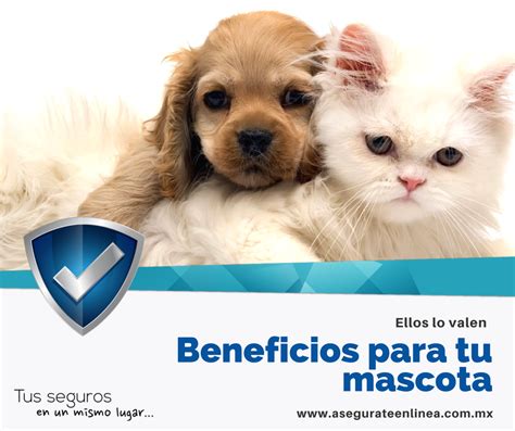 Pin de Asegurate en Linea en Seguro de Mascotas | Mascotas ...