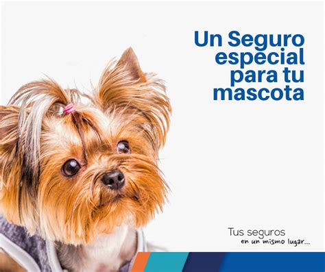 Pin de Asegurate en Linea en Seguro de Mascotas | Seguro ...