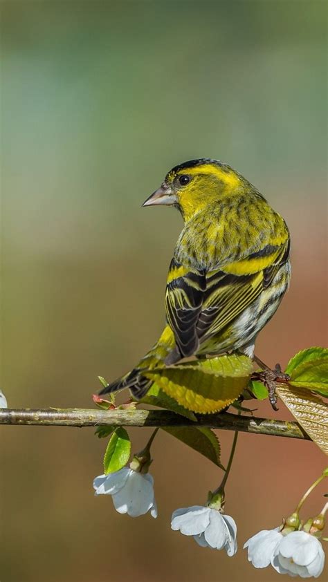 Pin de Baha en oiseaux | Aves, Pajaros, Jilguero
