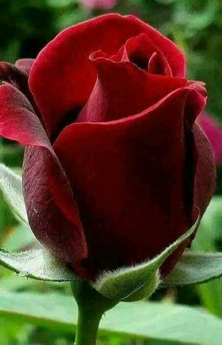 Pin de Carmen Obando en FLORES | Rosas rojas hermosas, Rosas bonitas ...