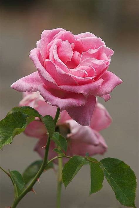 Pin de Carmen Plazas en Colores de la naturaleza | Rosas bonitas, Rosas ...