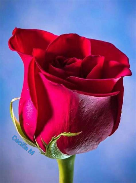 Pin de CECILIA MARTINEZ en imágenes | Rosas bonitas, Flores, Rosas