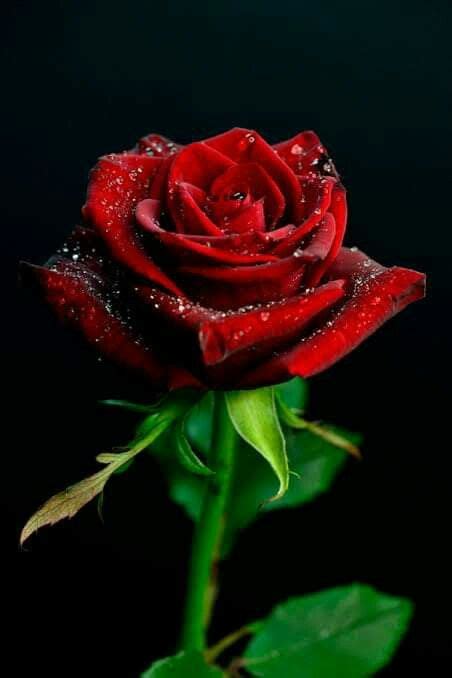 Pin de Chlakshman en beautiful flowers | Fotos de rosas rojas, Rosas ...
