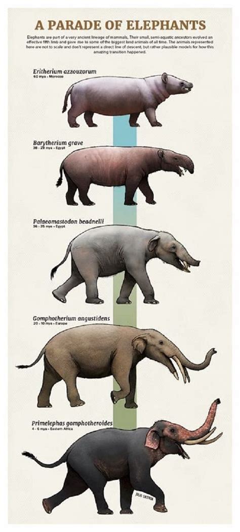 Pin de CRCiencia en Evolución | Animales prehistóricos ...