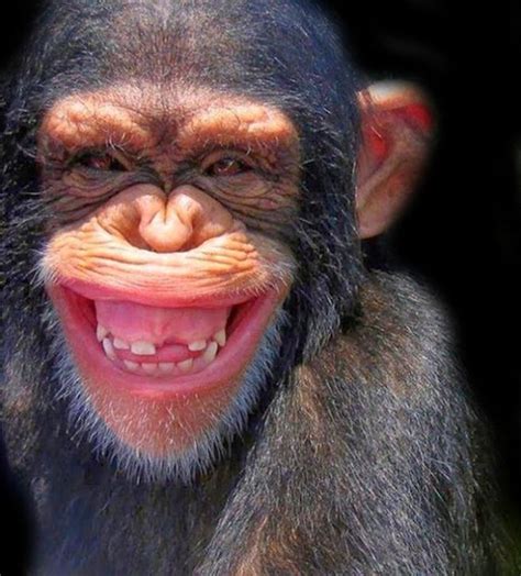 Pin de Darwin Fabian Lopez en Nice Pic. | Animales riendo ...
