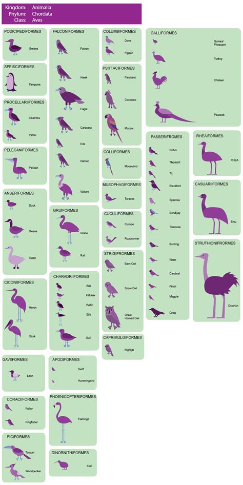 Pin de David Caceres en Biology charts | Aves ...