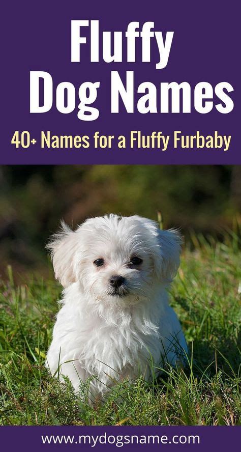 Pin de DogChannelPuppies en nombres para perros | Nombres para perro ...