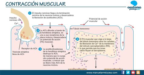 Pin de Enterate ahora en Patologia | Contracción muscular, Anatomía ...