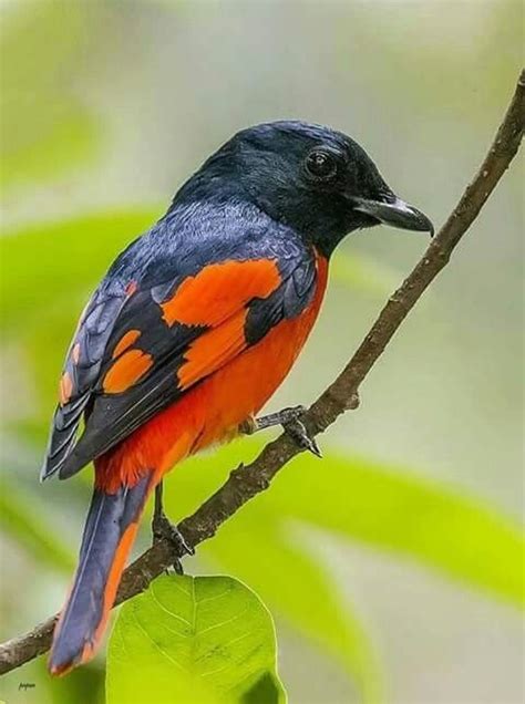 Pin de Esmeralda en Naturaleza | Pájaros bonitos, Fotos de aves, Aves ...