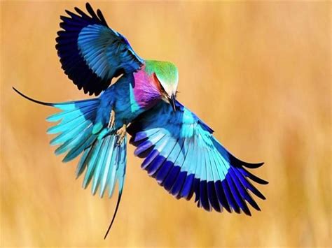 Pin de Evidalia Martinez en clases de aves | Aves exóticas ...