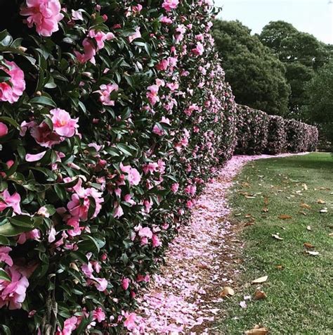 Pin de Fashhug en Plants en 2020 | Setos de jardín, Plantas para cercos ...