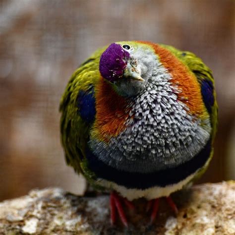 Pin de gaby en aves gaby | Aves exoticas del mundo, Aves ...
