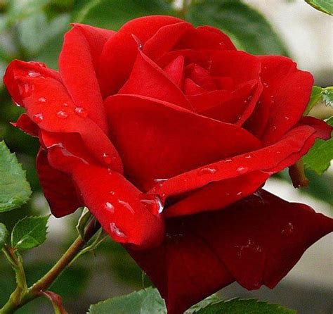 Pin de Haley Lum en Beautiful | Imágenes de flores hermosas, Rosas ...