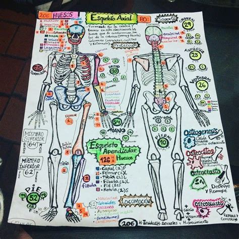 Pin de jani salinas en Study | Anatomía del esqueleto humano, Anatomía ...