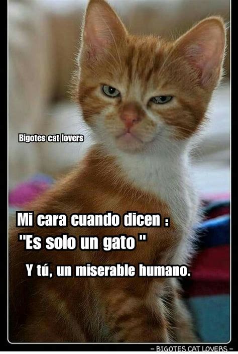 Pin de Javier Carvajal en Gatos | Meme gato, Fotos de risa ...