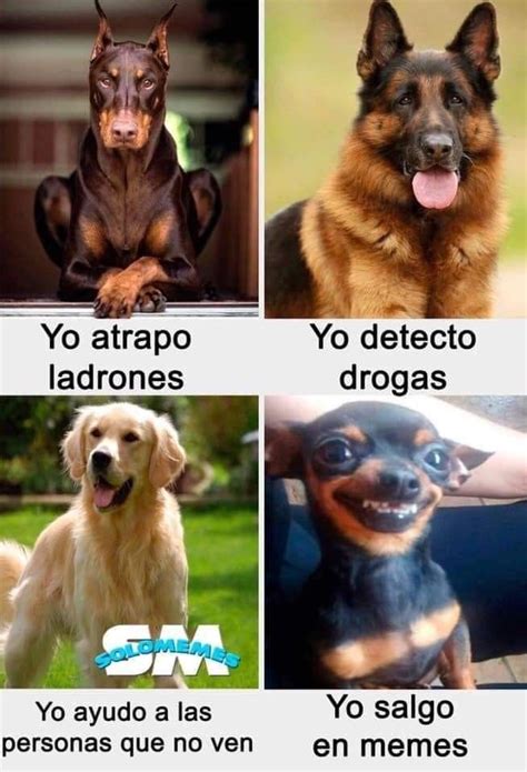 Pin de Joselarios en Perritos | Memes de perros chistosos, Humor ...