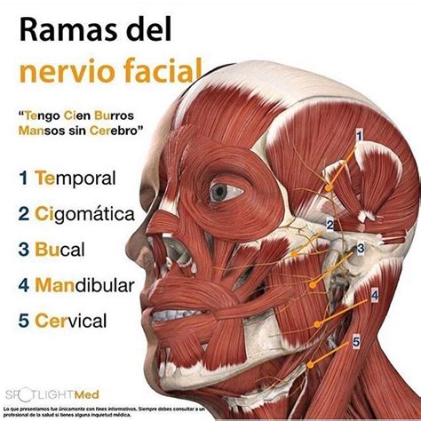Pin de Joseph Apaza Gomez en Pasión médica | Anatomia y fisiologia ...