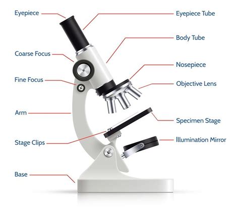 Pin de Lucy beltran bustos en microscopio optico ...