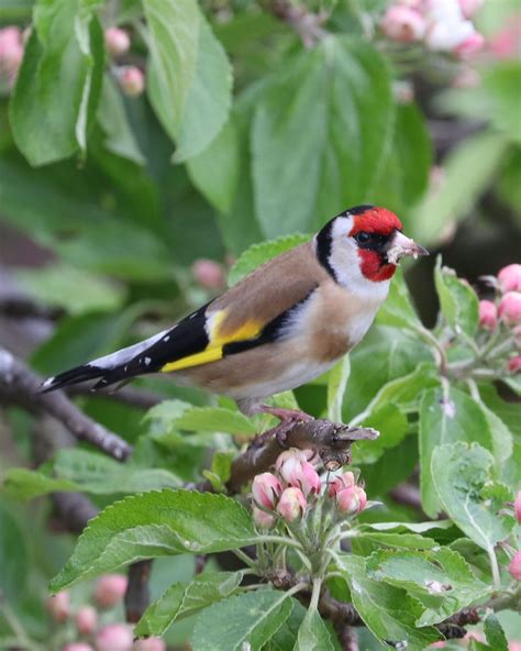 Pin de Manoloromerom en Birds in our garden | Jilguero ...