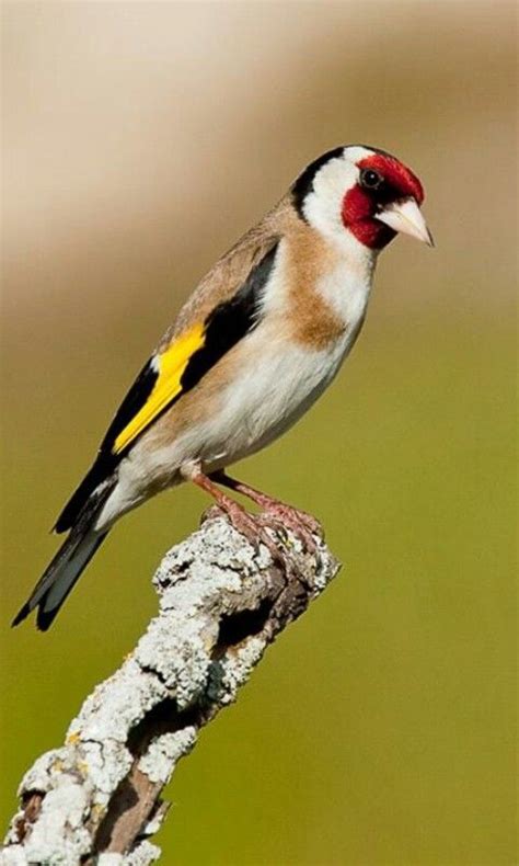 Pin de MANOU BONNE en CHARDON | Jilguero, Aves de colores ...