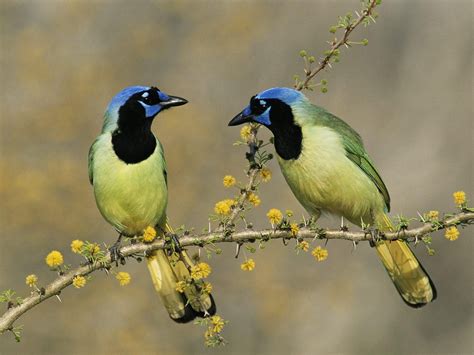 Pin de PINVERSE 099 en Animals   Birds | Pájaros bonitos, Pájaros de ...