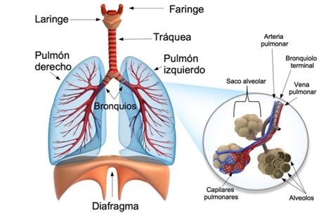 Pin de Raquel GH en Ciencias Naturales | Sistema respiratorio, Aparato ...