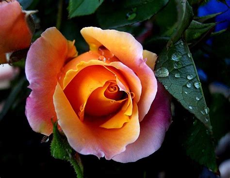 Pin de Rosa Maria Pelatos en Beautiful Colours | Imágenes bellas ...