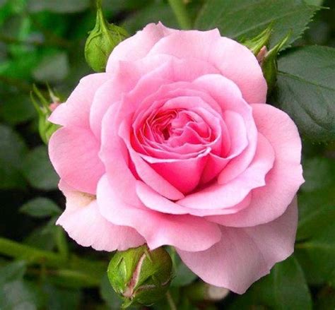 Pin de Rosa Muñez Jiménez en Bellas Flores | Rosas bonitas, Rosas ...