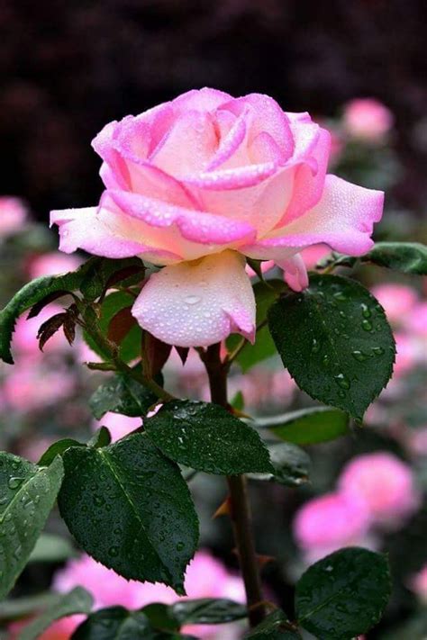 Pin de Rosalen Pastrana en Hermosa | Rosas bonitas, Rosas, Flores bonitas