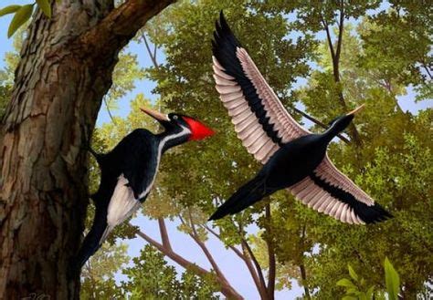 Pin de Ruth Dominguez en aves raras y hermosas | Pájaro carpintero ...