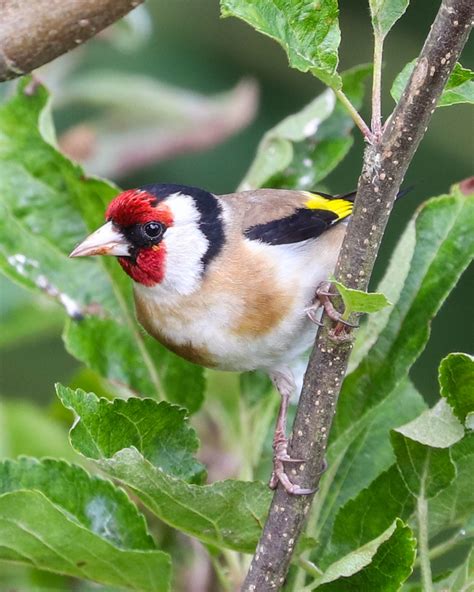 Pin de Sandy B en Birds in our garden en 2020 | Jilguero, Aves