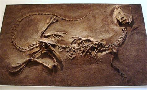 Pin de Sara en Otros | Fósiles de dinosaurios, Dinosaurios, Paleontología