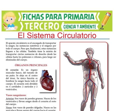 Pin de Susana Rada en practicas | Sistema circulatorio ...