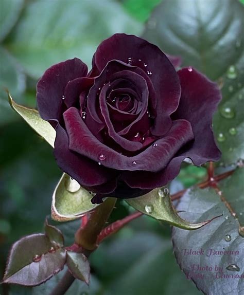 Pin de Valentina Yatsutik en Roses | Flores increíbles, Imagenes de ...