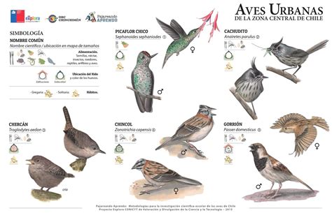 Pin de vilma pincheira en Aves | Pinterest | Chileno, Ave y Humedales