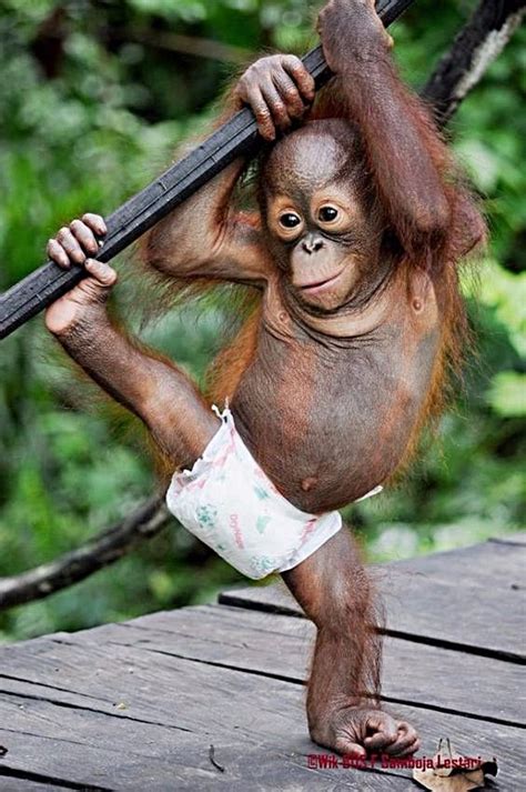 pin /// dianaherselff | Cute baby monkey, Cute animals, Cute animal ...