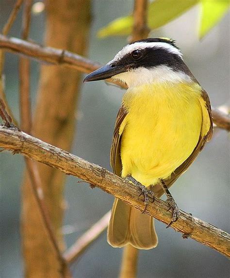 Pin em aves de Costa Rica